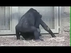 คลิปแอบถ่ายจากสวนสัตว์ลิงกอริลลาเย็ดกันท่าหมาเอวโคตรดี พริ้วเลย