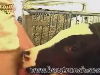 คลิปหลุดคนเอากับสัตว์ แม่โคหน้าเซ็กซี่โชว์สเต็ปลิ้นเลียควยโม๊คควยอย่างเป็นงาน