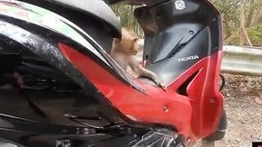 เปิดประเทศแล้วจะเย็ดใครก็ได้ นักท่องเที่ยวฝรั่งชวนสาวไทยวัยรุ่น18+xxxล่อกันที่เกาะสีชังพัทยา